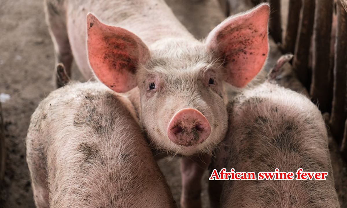 African swine fever