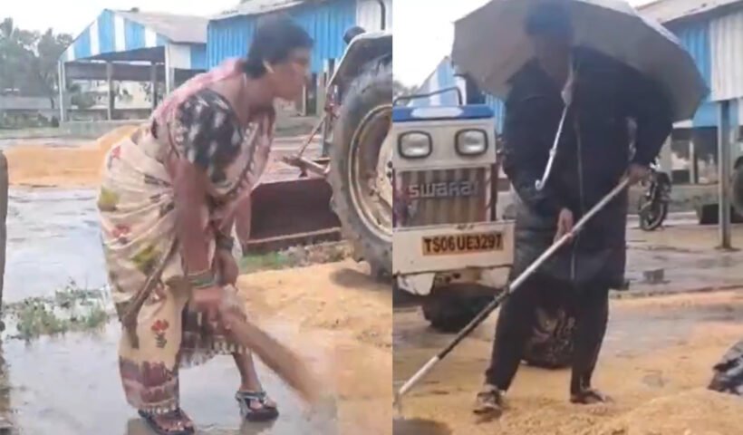 paddy grains soaked due to untimely rains in telangana