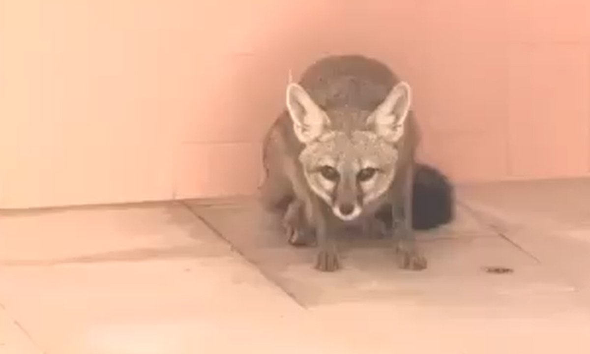 fox hulchul in Karimnagar