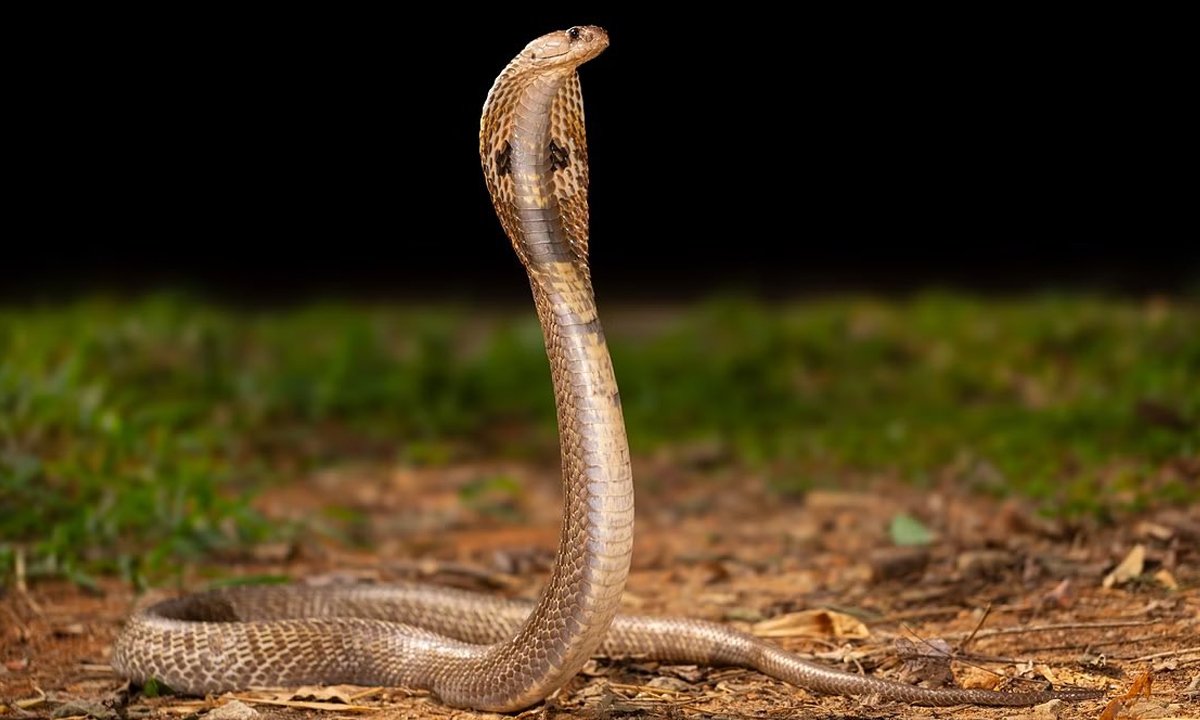 snake bit a man seven times in one month