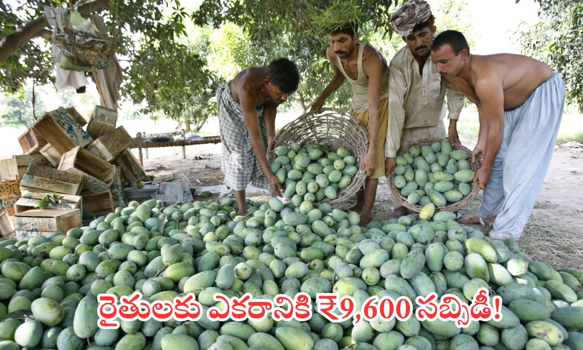 telangana vegetable farmers subsidy 9600
