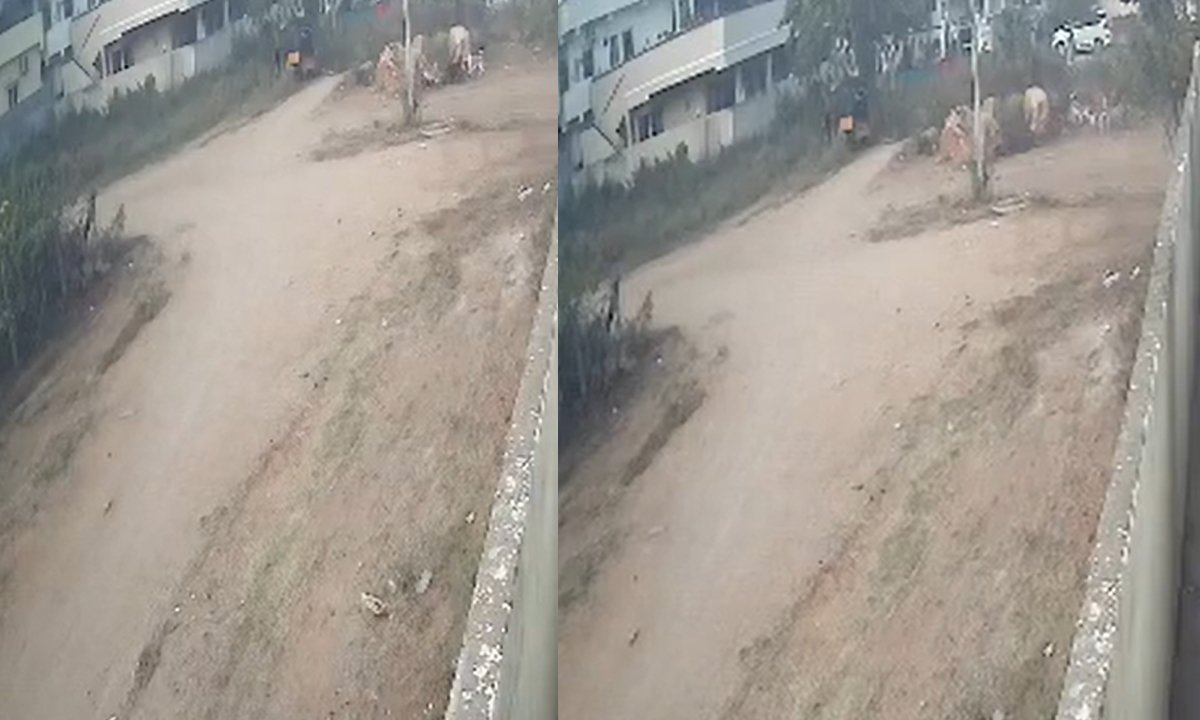 street dogs attack child in hayathnagar