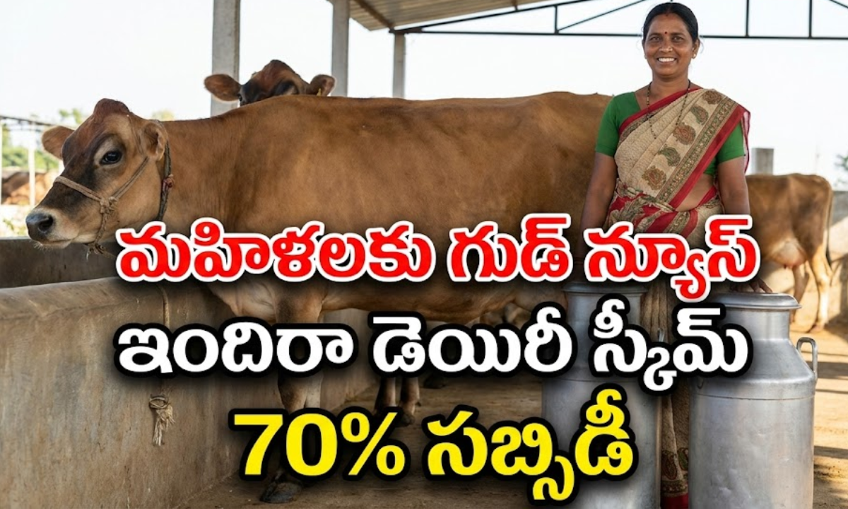 indira dairy scheme